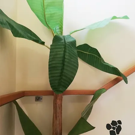 Casa 7 Pias 蓬德利马